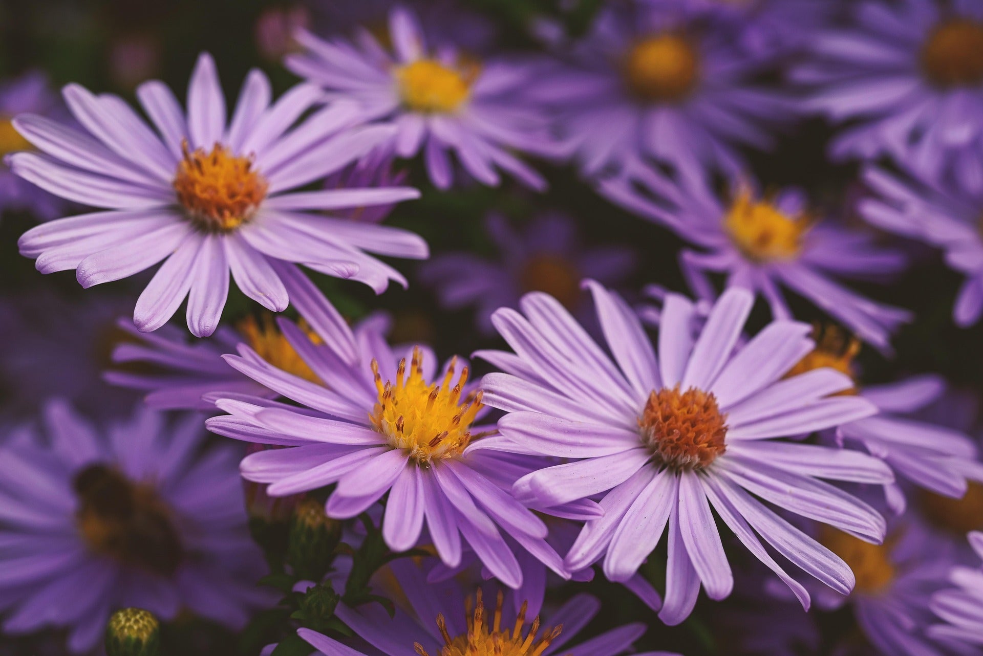 Florales